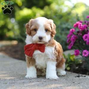 Baxter, Cavapoo Puppy
